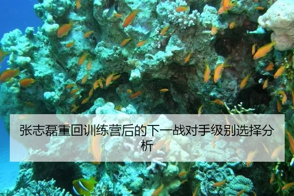 张志磊重回训练营后的下一战对手级别选择分析（www.abg11.net）